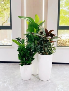 探秘杭州湾花木租摆价格，究竟贵不贵？